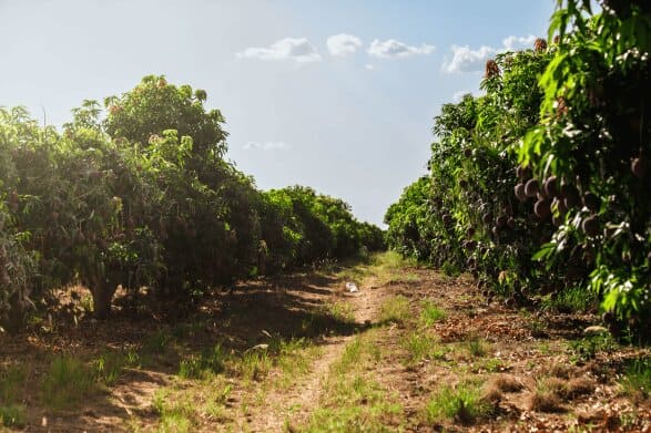 Huerta tropical en Movizar